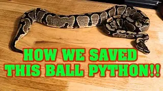 This snake almost DIED from being EGG BOUND.  How we saved her, and RETURNED HER TO BREEDING!!