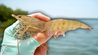 How to Catch Redfish on Live Shrimp!