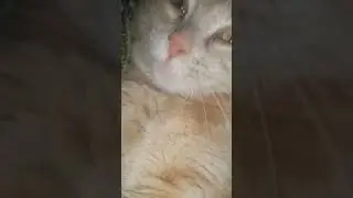 Нелёгкая кошачья жизнь, столько спать не каждому под силу... #забавныеживотные #жизньвдеревне #кот