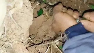 Very adventurous armadillo hunting at the same time dangerous!!! 🐆🐆🐆