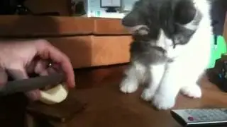Likeboe 's Chico and the Apple