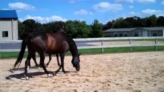 Blue Halter is Love to Be Rich  Black halter is Countless Renditions