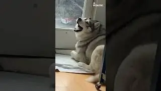 Husky's Whining Plea | Adorable Video! 🐶🐾