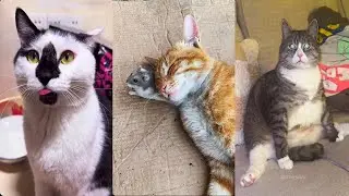 😺 Bruschimichis | Gatos Graciosos Haciendo Cosas Inesperadas | Videos Divertidos para Reír