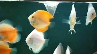 Мои Дискуси