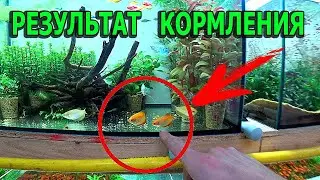 Почти красный Гурами золотой, результат кормления ? И о другом с разводни