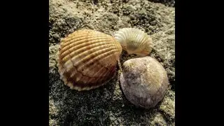 Russian Fishing 3.99. Shells. Alexandra Bay. 2021.