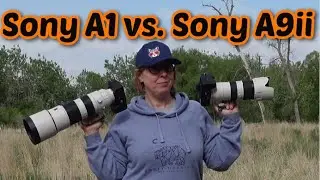 Sony A1 vs Sony A9ii & Osprey Attacks a Bald Eagle