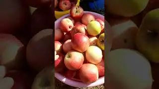 Как я сушу яблоки 🍎🍏🍎 #фрукты #сухофрукты