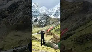 КАК ВЫЖИТЬ ПРИ АТАКЕ КАПИБАРЫ
