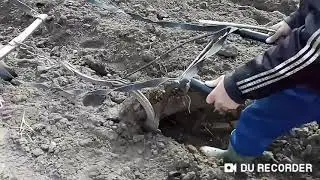 Пахота конем. Садим картошку конем.