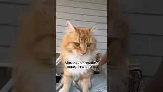 Простили бы меня на месте Марсика?🙏😱 #лайф #юмор #котики #коты