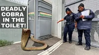 DEADLY COBRA IN HER TOILET!