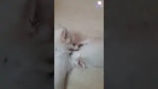 hahaha 😅😂😂🤣 Cute Dog Says 🥰 Mom Meals Finished, It's So Tasty 😋 Mother Dog Knows How to Check ? 🐕