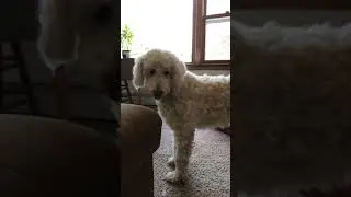 Dogs want to open LEGO box