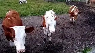 Все идёт по плану🥰картошу выкопали, роды приняли. В деревне скучать некогда 🌺