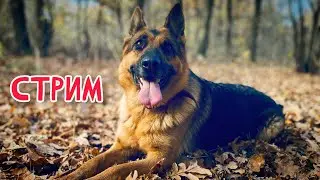 СТРИМ. Как мы там?