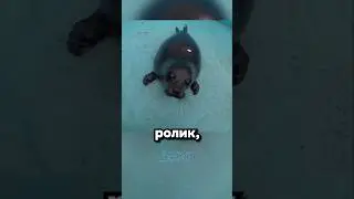 Крошик: часть 2. Малыш наконец уплыл