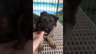 German shepherd puppy share 7 weeks old 1/2