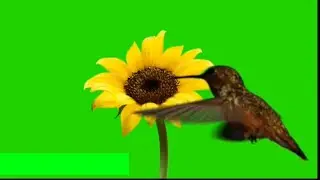 10 Humming bird green screen|| Greenscreen|| bird green screen ||