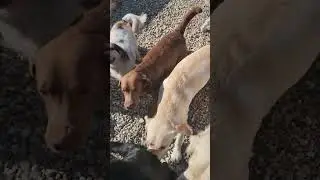 Заезды гостей.  Кая.             #передержкасобак #goldenretriever #дрессировка