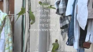 האורח 2016 דאדי ג'י