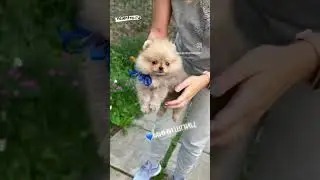 МИНИ ШПИЦ 