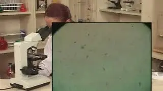Fen Deneyleri - Tek Hücreli Protistler