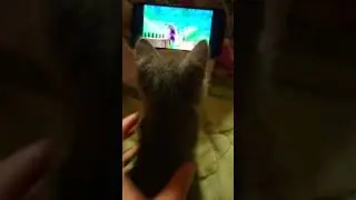 #cat #shortvideo #котик #кот #catshorts #catlover #shortsvideo #котики #юмор #шоня