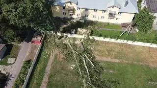 Спил дерева с оттяжкой в Курске