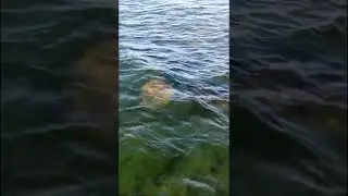Big Turtles popping up to breath