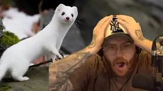 Wubby Discovers Weasels