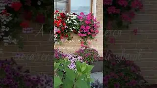 #сад#зимнийсад #идеидлясада #гортензии #цветущийсад Ленинградская область