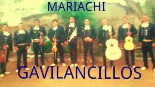MARIACHI LOS GAVILANCILLOS El son del tecalitleco)