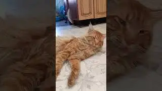 Релакс.#кот.