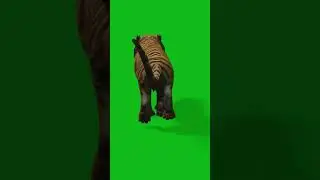 Tiger Greenscreen Running Chroma