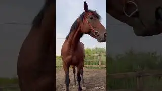 Наш Чистокровный производитель Этай(Инкадесет Стар/Энли)