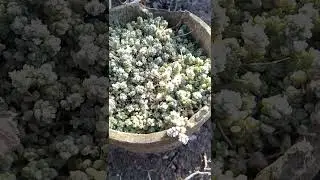 Садовые растения в утреннем морозном инее