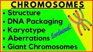 Chromosome Structure Function Karyotype | DNA packaging coiling| Polytene Lampbrush Giant Chromosome