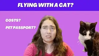 How I Moved Overseas with a Cat