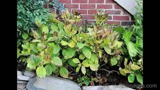 Hydrangea Leaves Falling Off - Reasons(with Solution)