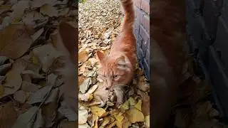 Кто там шуршит листьями? #shorts #кот #котики #cat