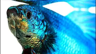 [ LINDOS ] PEIXE BETTA - EM ALTA RESOLUÇÃO | SIMPLESMENTE INCRÍVEL!
