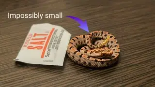 Buying the smallest rattlesnake in the world.