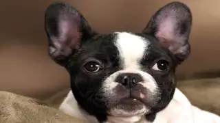 Boston Terrier Parasite Prevention