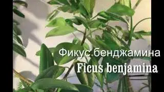 Живые растения в аквариумах с крупной рыбой