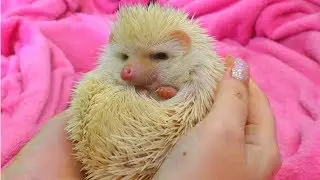 Funny hedgehog