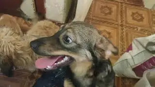 Кошачьи истории