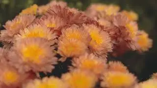 OMAC #2 - the way of flowers