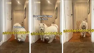 Will our dogs go over or under?